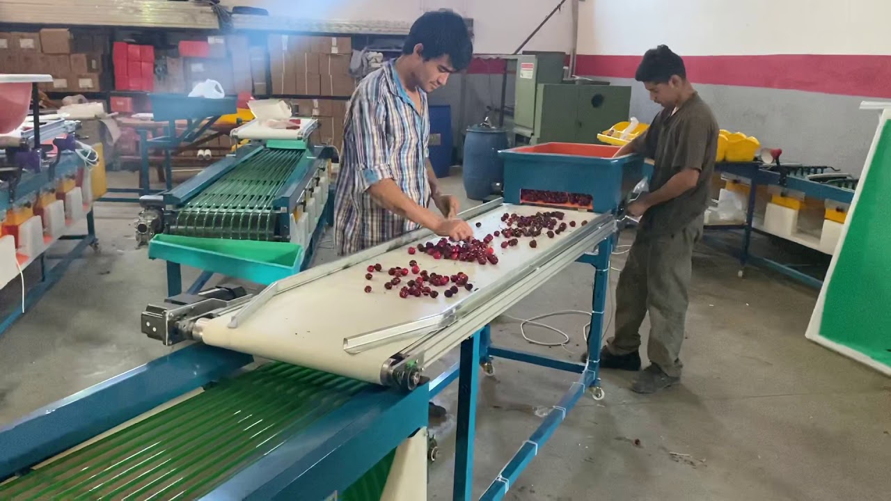 Kiraz boylama makinası AYKUL MAKİNA