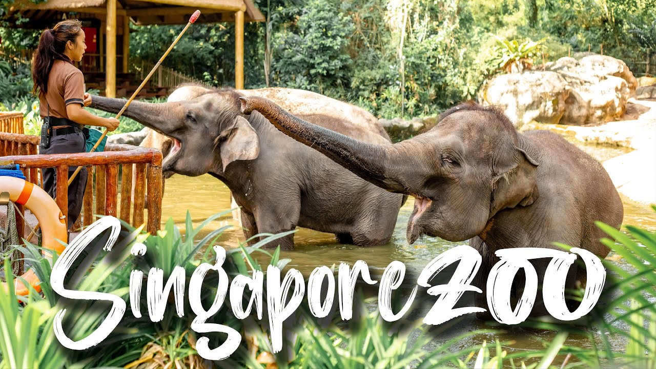 Singapore Zoo - World's Best Rainforest Zoo Complete Details