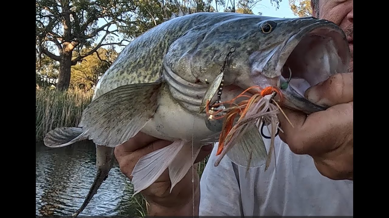 Wimmera river Murray Cod, Yellowbelly casting lures at Riverside, Horsham.