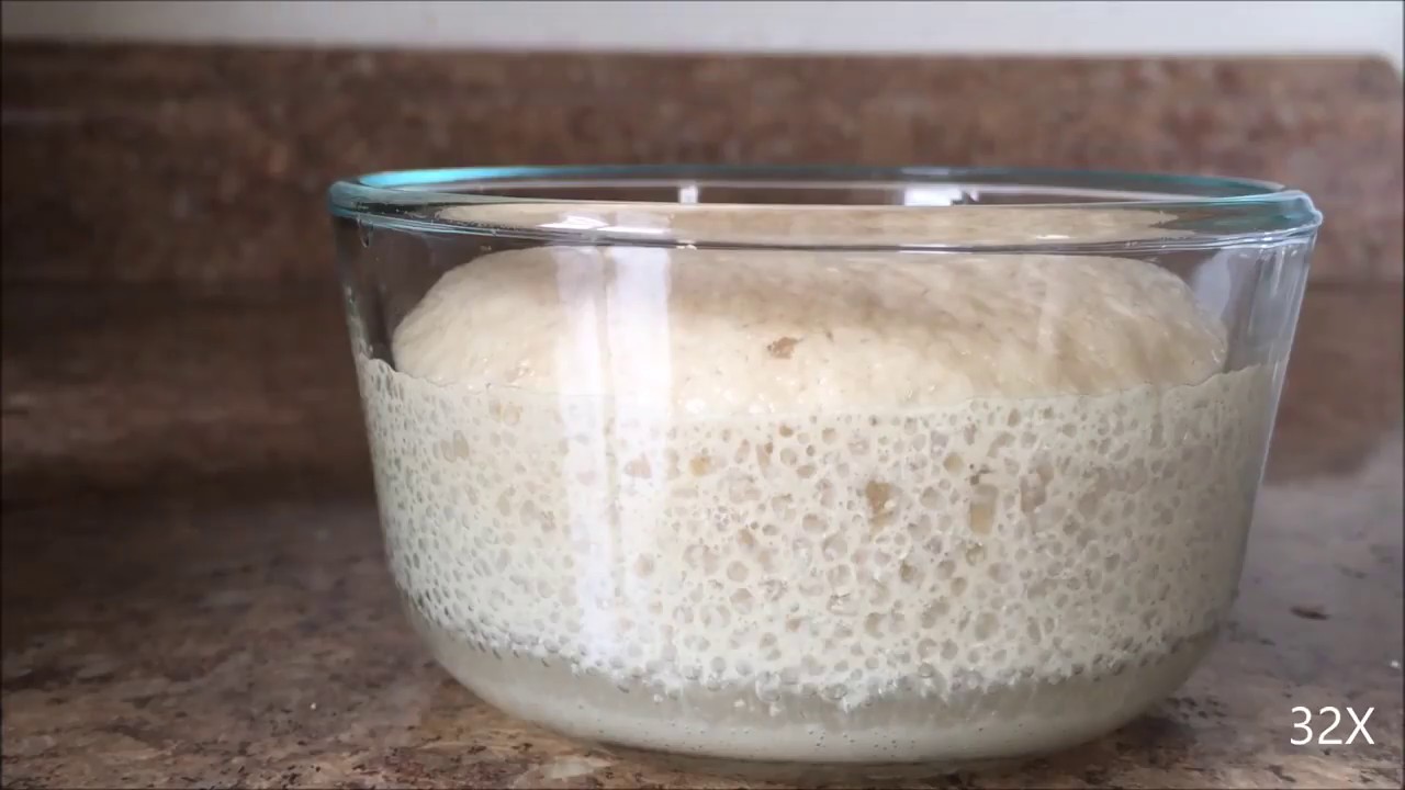 Yeast Growth Time Lapse