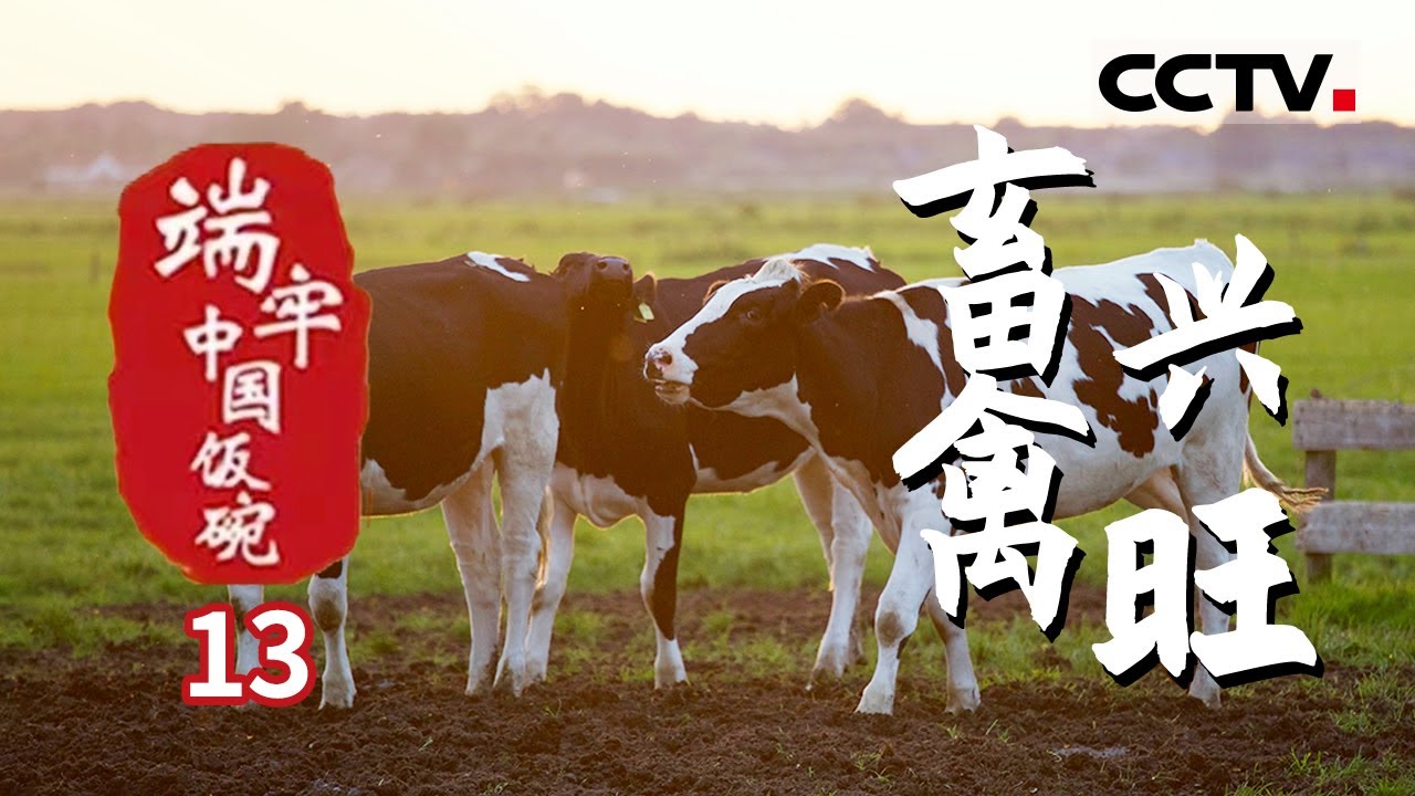 《端牢中国饭碗》第13集 软糯喷香的东坡肘子 香辣下饭的小炒黄牛肉 如今餐桌上的菜变得越来越丰富——畜禽兴旺【CCTV纪录】