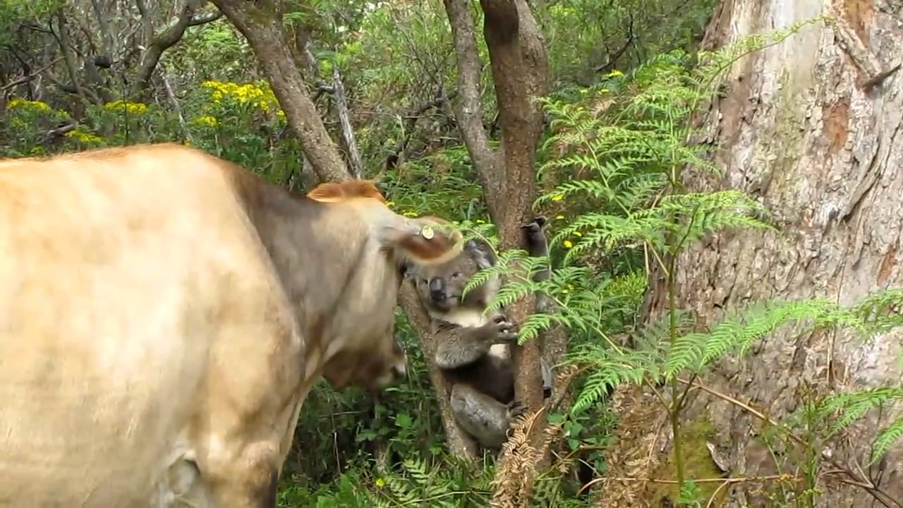FUNNY KOALA