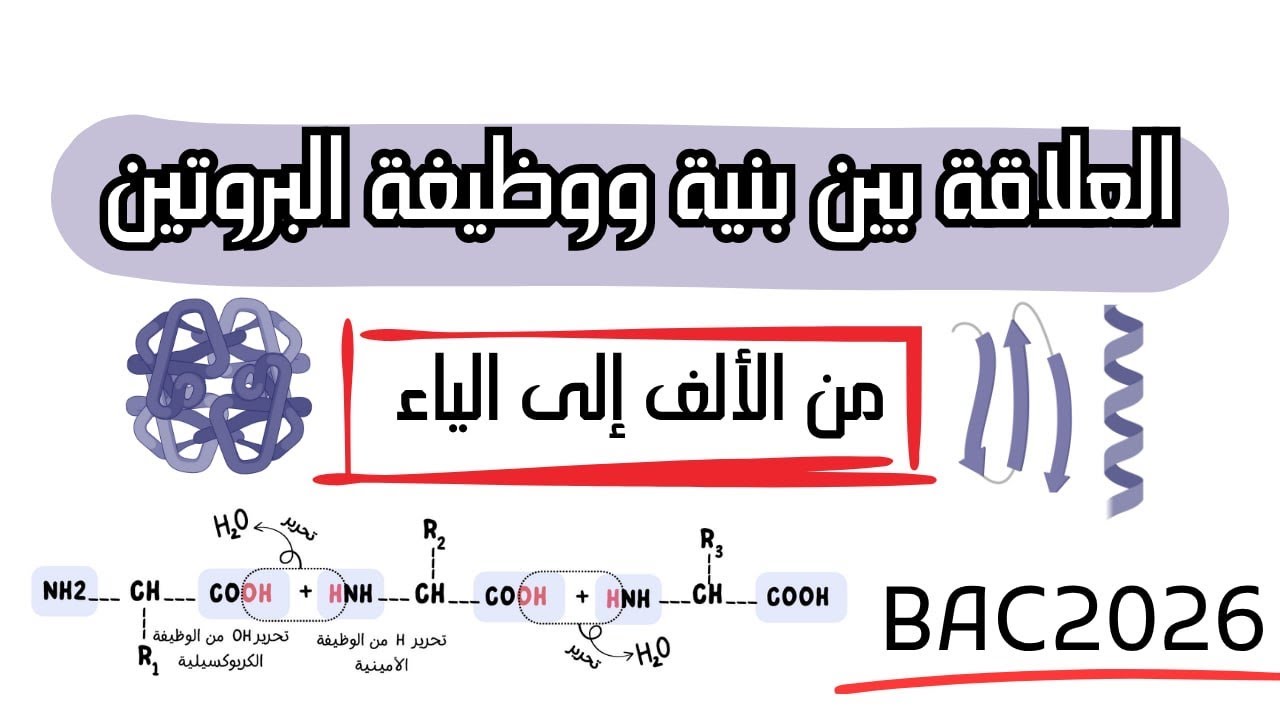 العلاقة بين بنية ووظيفة البروتين من الألف إلى الياء/الوحدة 2💀باك 2026😎/فهم مضمون كالعادة💯💯💯