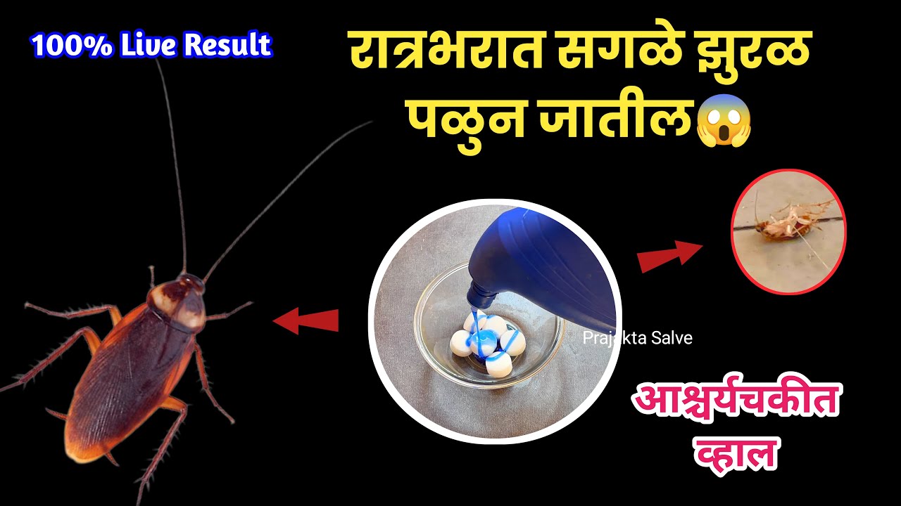 रात्रभरात सगळे झुरळ मरतील😱 | Zural Marnyche Gharguti Upay | Zural Satti Upay