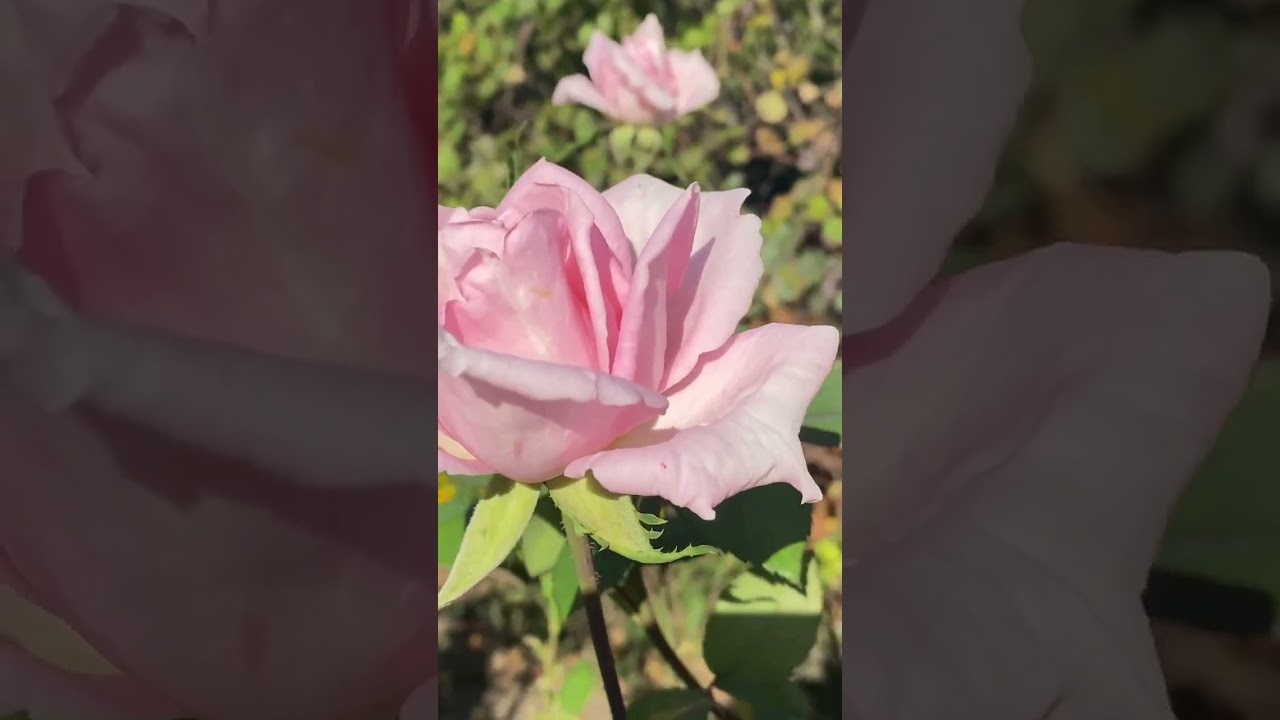 Роза Принц Жардиньер.Высота куста 90-200 см,размер цветка 10-13 см.Аромат (духов)