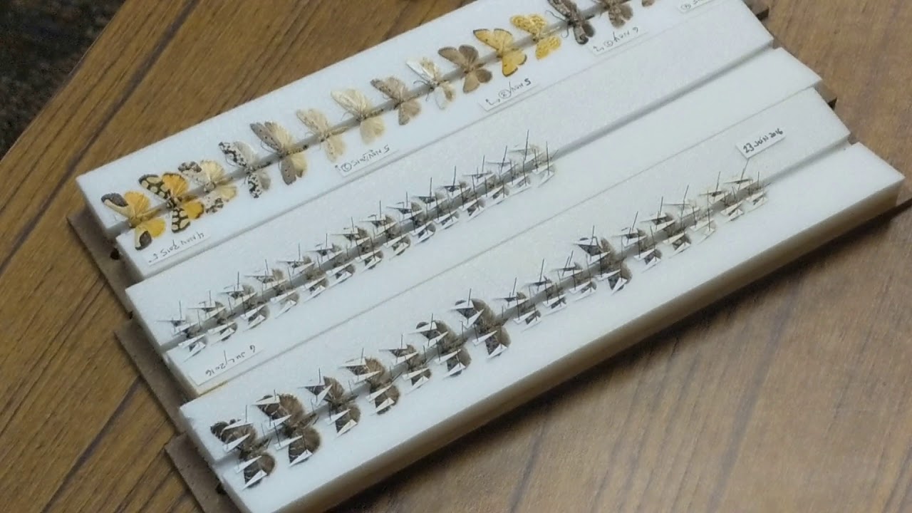 Pinning microlepidoptera with Dr. Todd Gilligan
