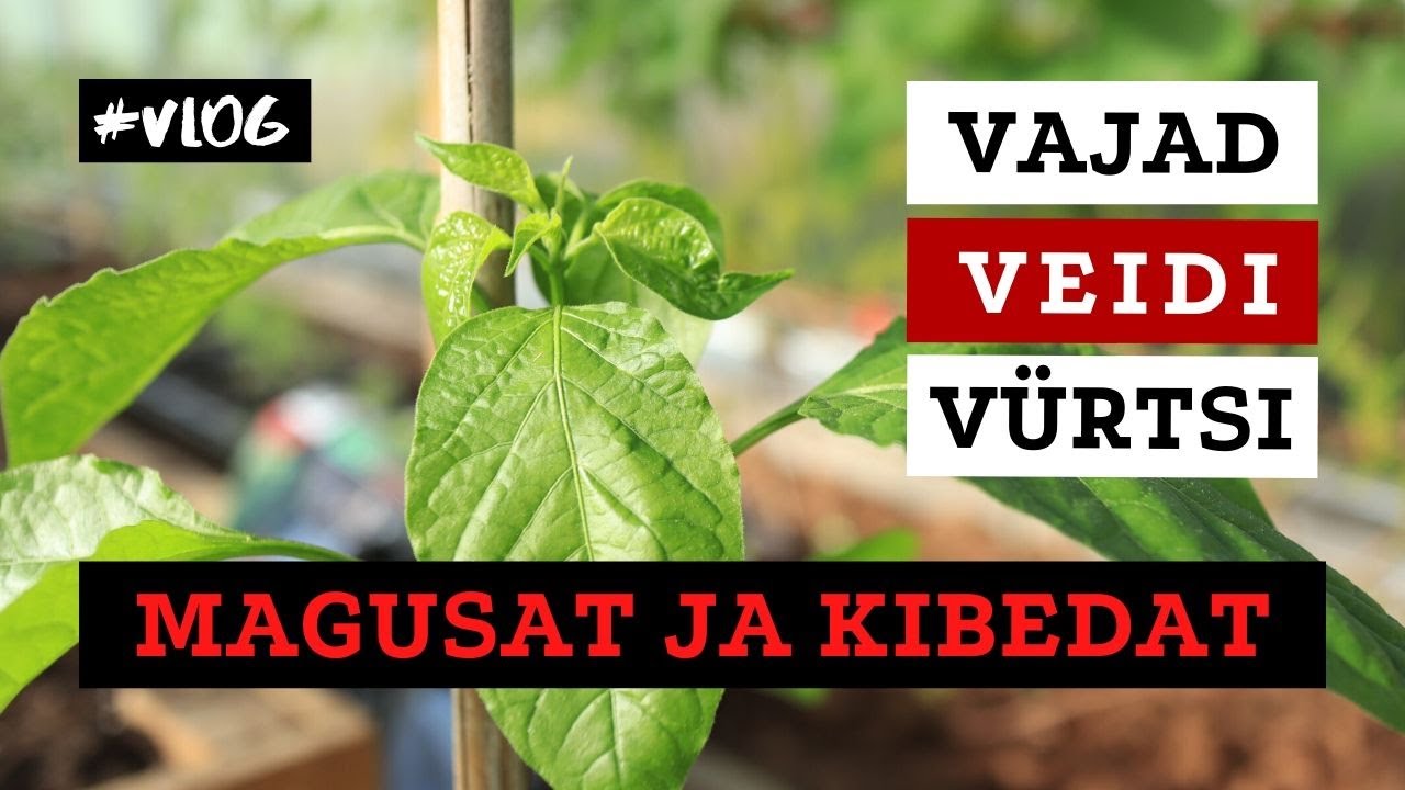 Vajad veidi vürtsi? | vlog | Roheline maja
