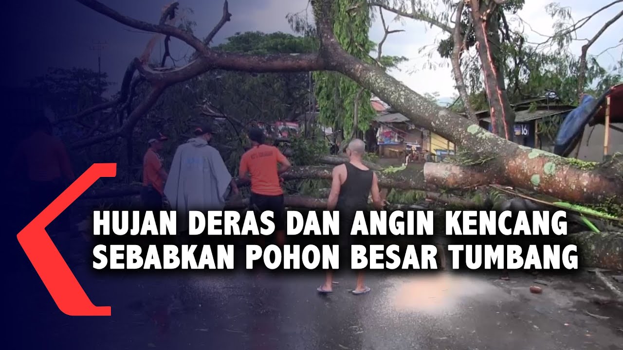 Hujan Deras Dan Angin Kencang Sebablan Pohon Besar Tumbang