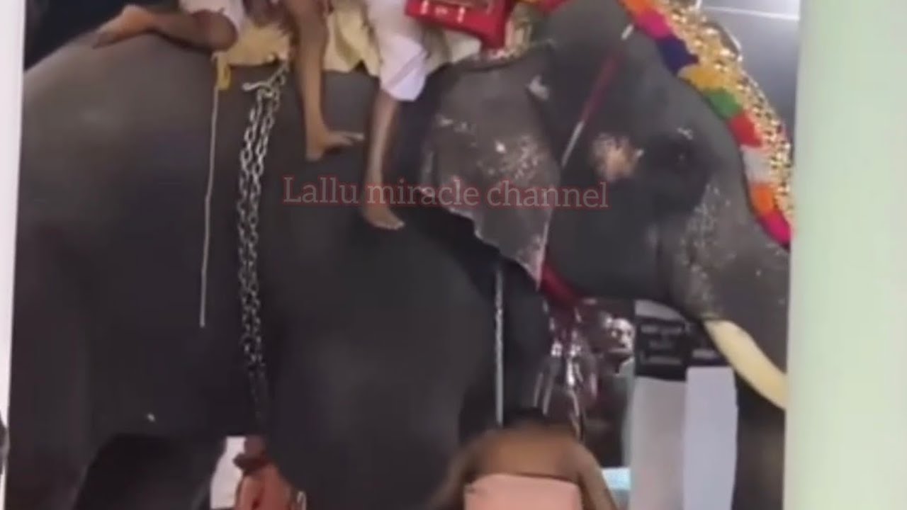 ആന ഇടഞ്ഞു  😢#lallumiracle#youtubeshortsvideo#elephantvideo#shorts#youtubechannel#viralshorts