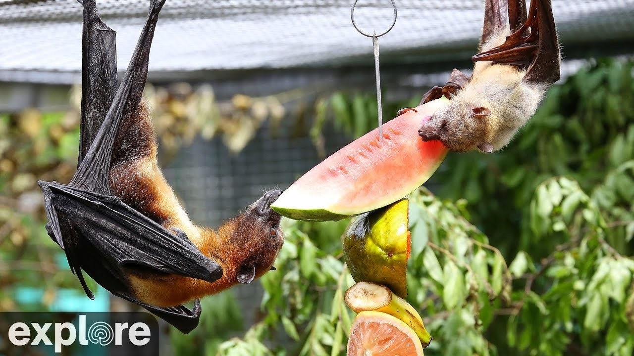 LIVE Mixed Species Flying Fox Cam at Lubee Bat Conservancy | explore.org