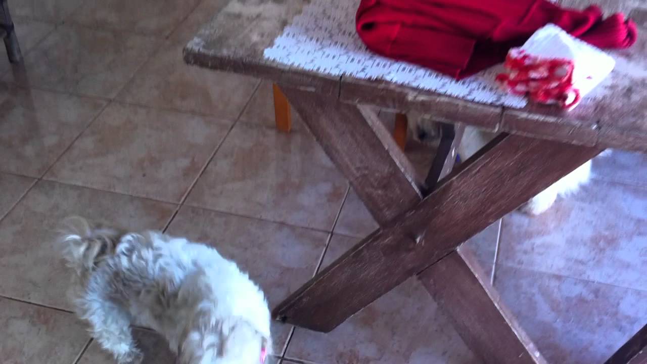 Bolinha negando paternidade