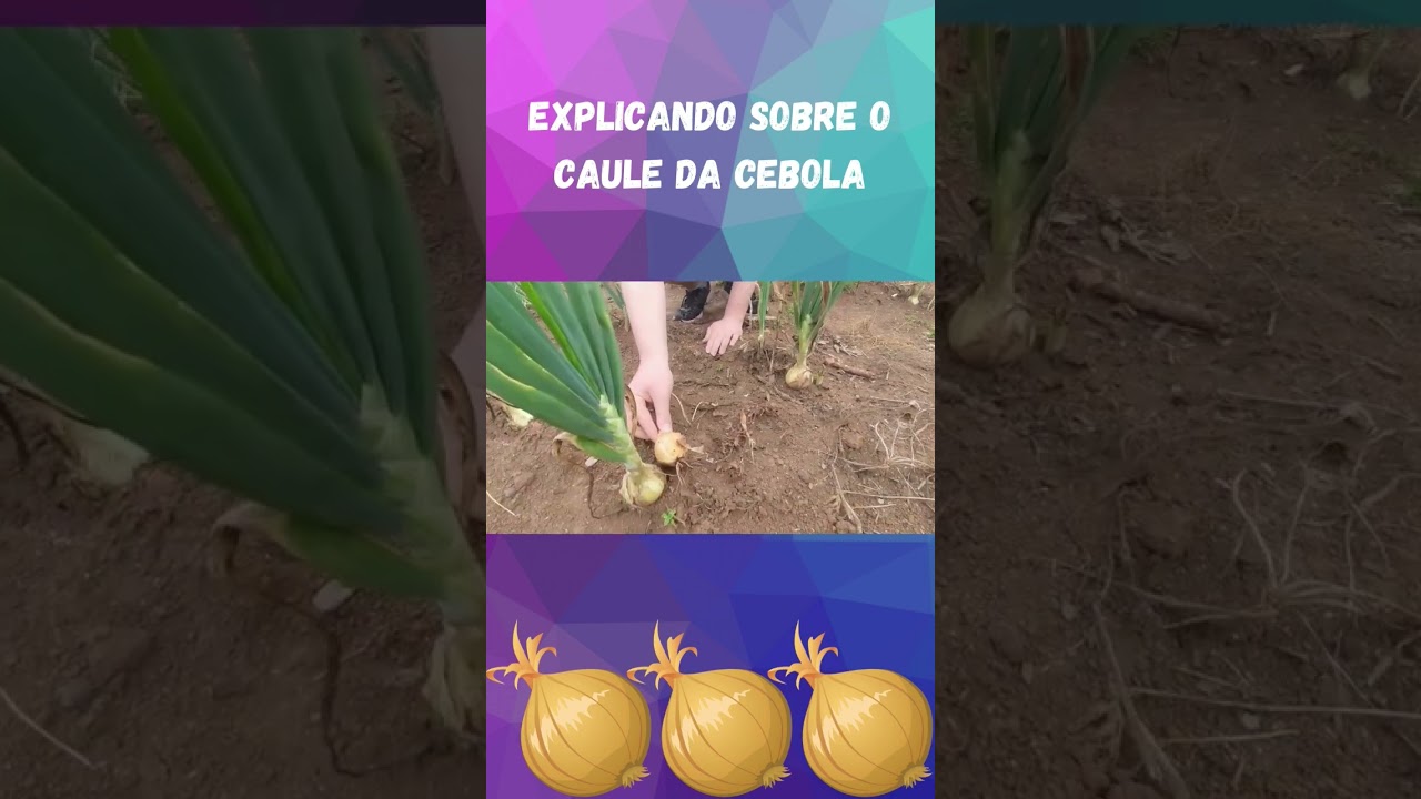Explicando sobre o caule da cebola🧅 #shorts #youtube #youtubeshorts #cebola #planta #caule