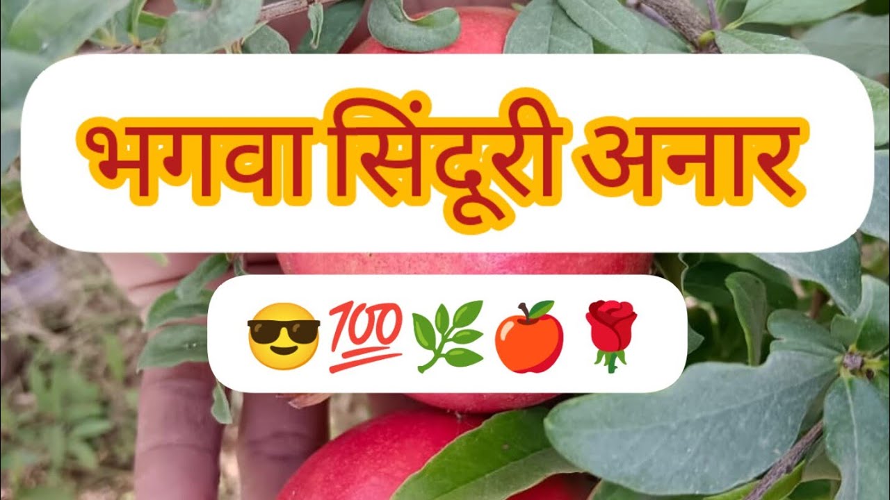BHAGWA SINDURI ANAR 🍎🌳 PLOT,  #SOLAPURLALANAR @IndianFarmer  #khetikishangyan #dalimb #anar