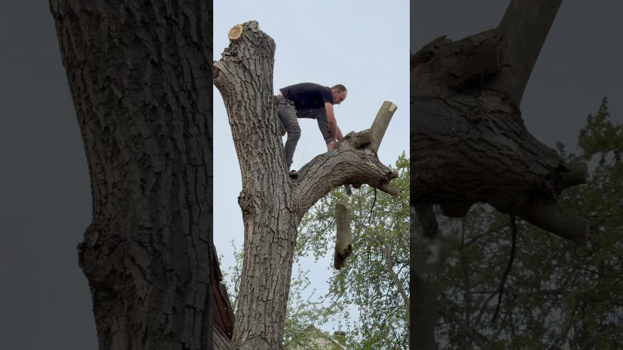 Giant Tree Cutting by Expert Chainsaw Operator – Real Skill in Action