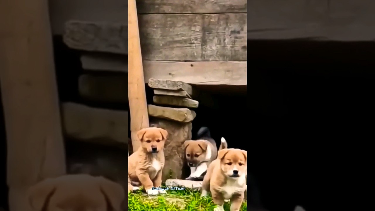 Anak Anjing Lucu II Anak Anjing Sangat Lucu Menggonggong #shorts #viral #anjinglucu
