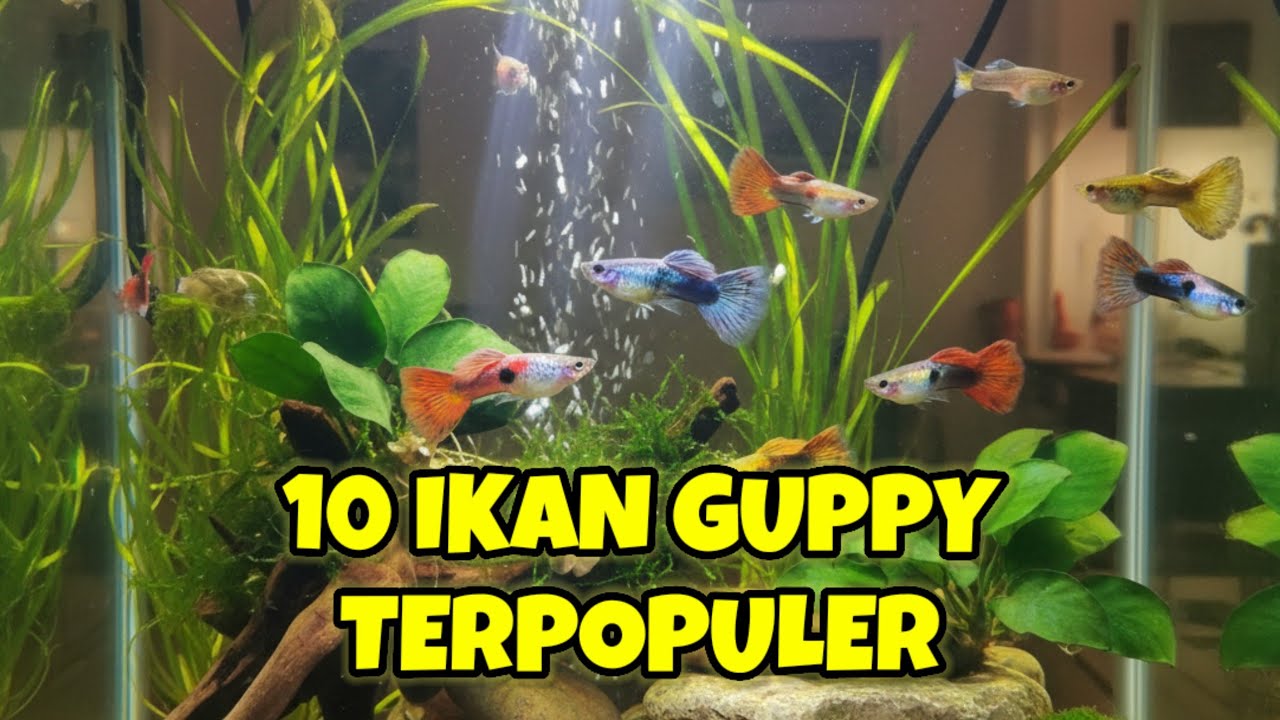 10 Jenis Ikan Guppy yang Populer dan Tercantik untuk Menghiasi Rumah Anda