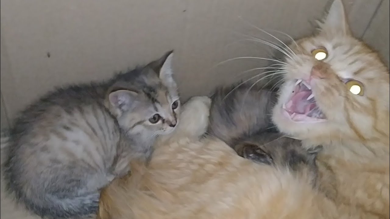 Mother Cat Gets Aggressive And Attacks Believing Her Babies Are Being Taken Away