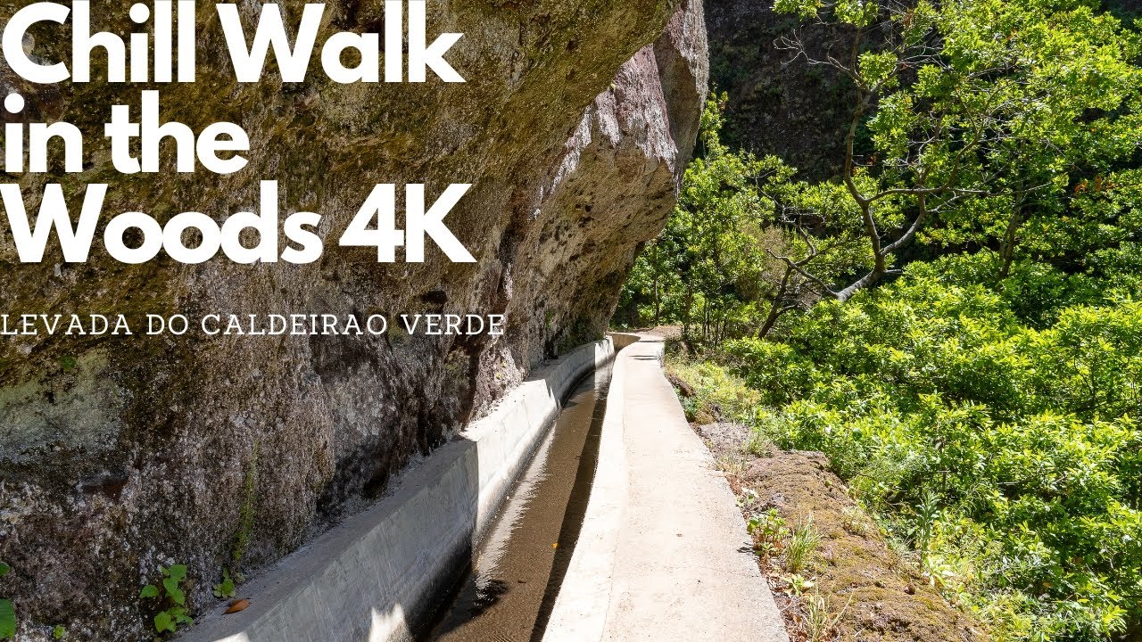 Relaxing Walk in the Woods 4K | Madeira