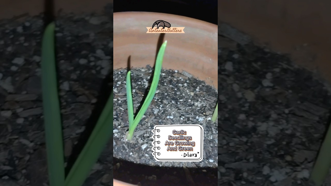 Outdoor Pot | Garlic Seedlings | Day 26