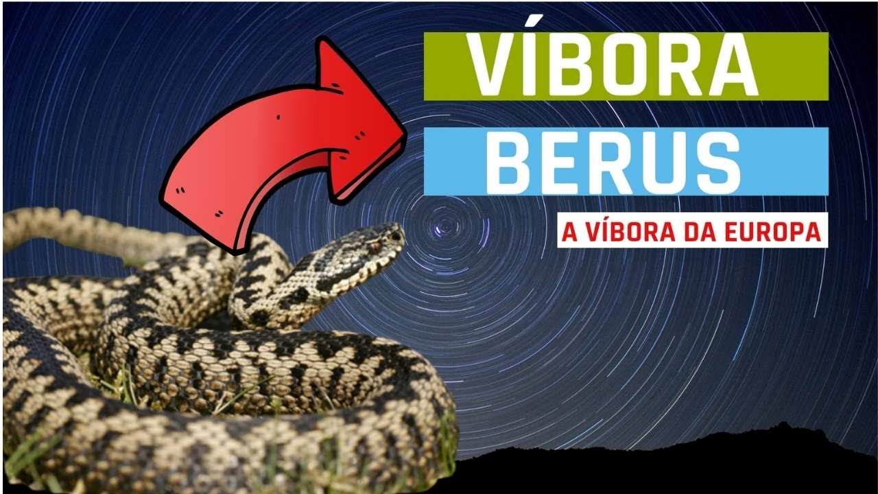 Cobra da Europa - Vibora Europ&eacute;ia (Vipera berus) | Papo de Cobra