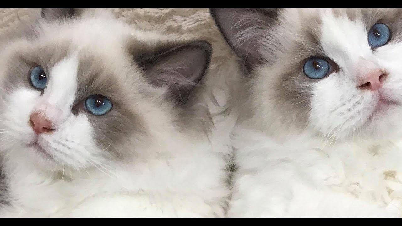Our New Baby Ragdoll Kittens Are Home! Say Hello To 4 Month Old Christian and Valentino