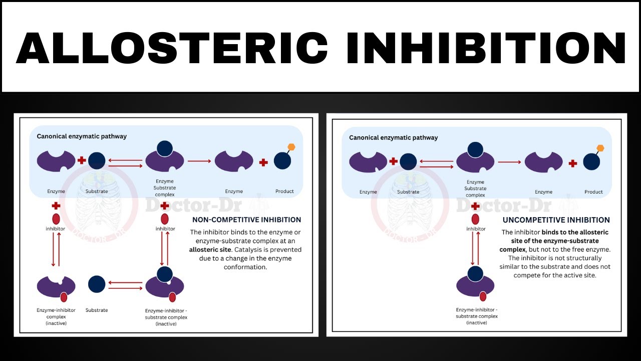 Allosteric Inhibition vs. Competitive Inhibition | Enzyme Control Mechanisms