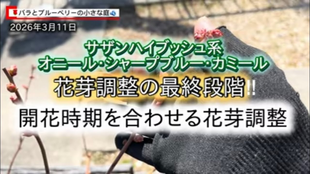 花芽調整の最終段階！開花時期を合わせる花芽調整-サザンハイブッシュ系オニール・シャープブルー・カミール-バラとブルーベリーの小さな庭