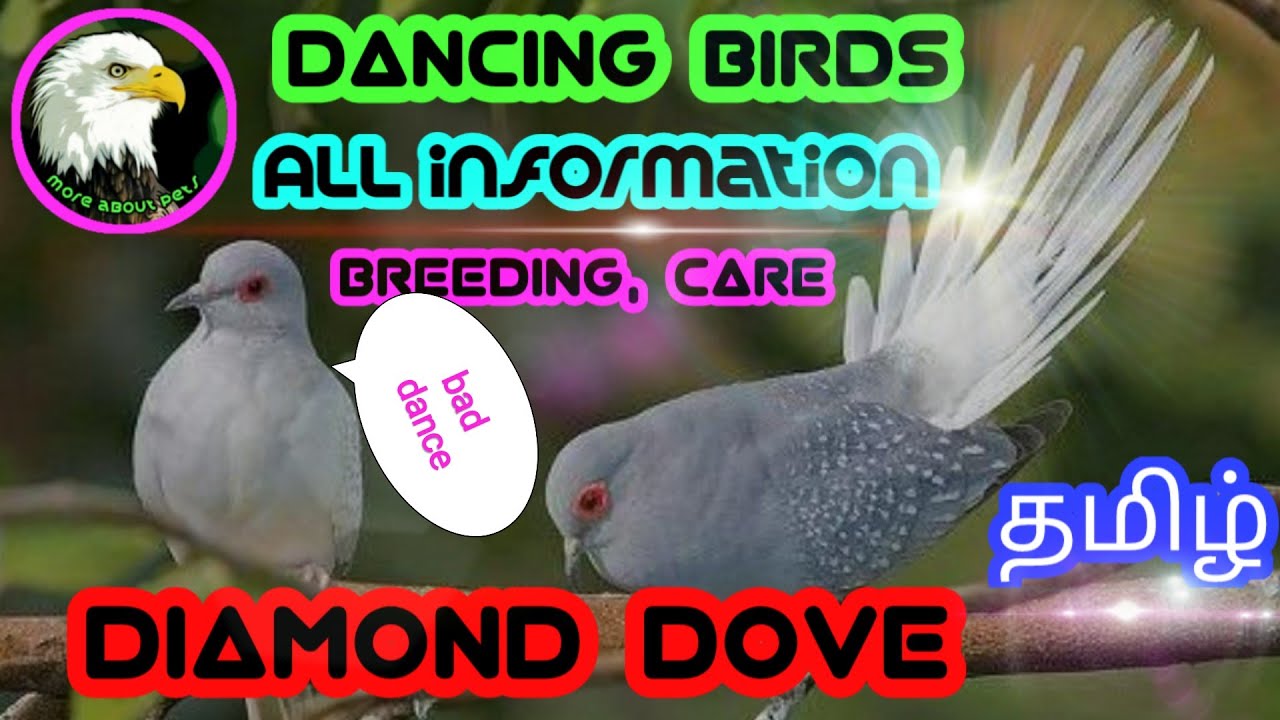best breeding tips for diamond dove | tamil | more about pets | MAP |