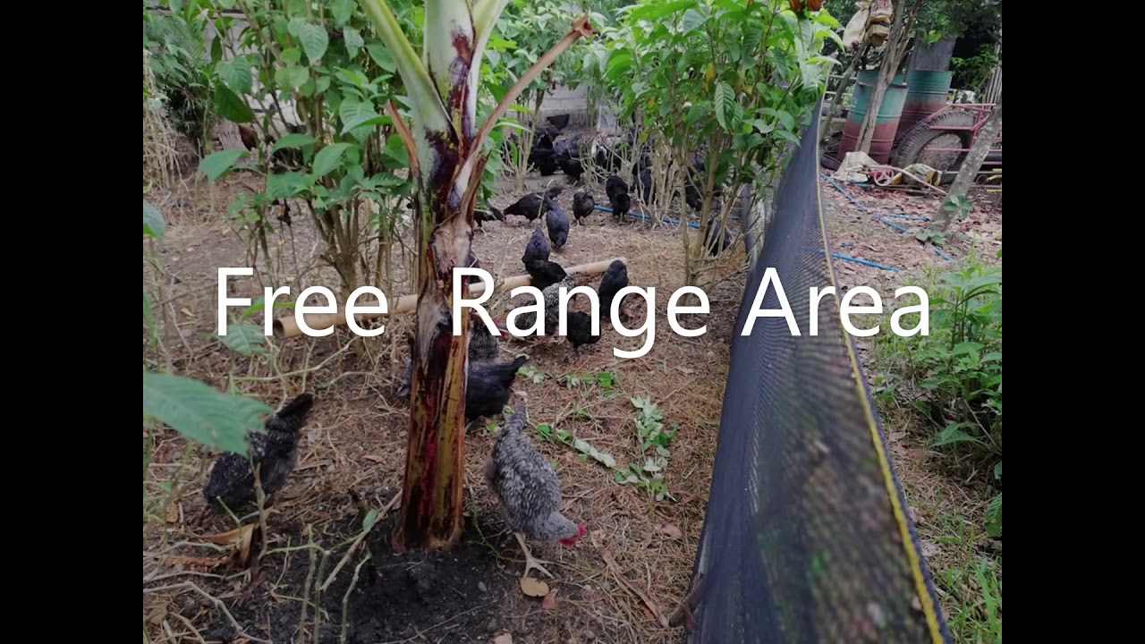 Reyelle Farm Dominant Black D 109 Meat and Layer Egg Production