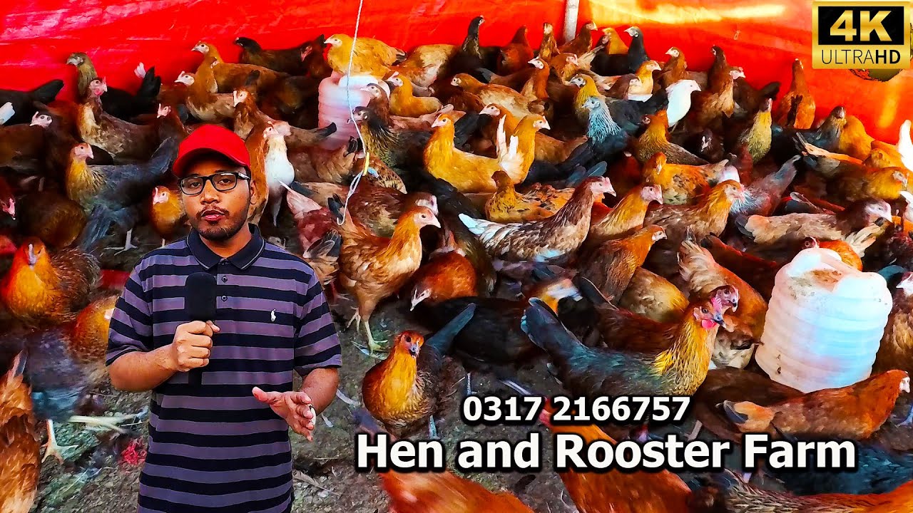 Hen and Rooster Setup 2025 Karachi | Misri Hens Lohmann Brown and Black Male مصری مرغیاں اورلوہمن