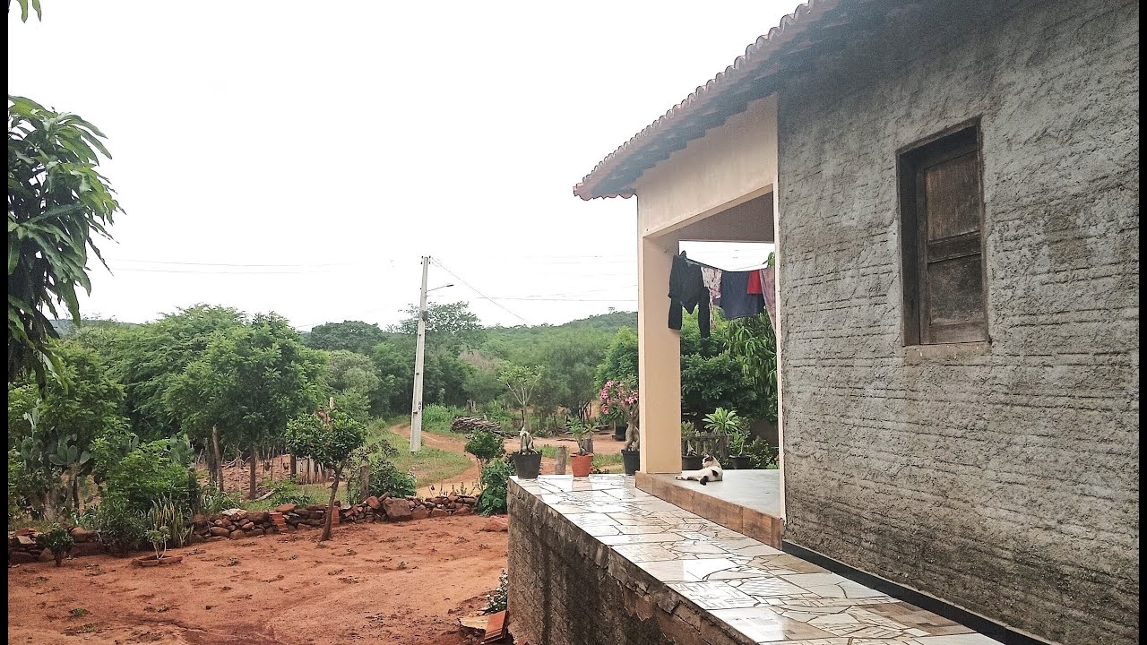 Manhã de paz com sol, plantas e animais no quintal.