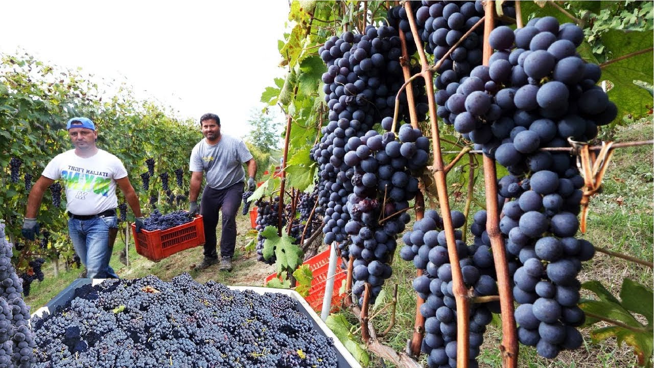 PROSES PERTANIAN BUAH ANGGUR MENGGUNAKAN TEKNOLOGI MODERN UNTUK PRODUKSI WINE DI NEGARA ITALIA