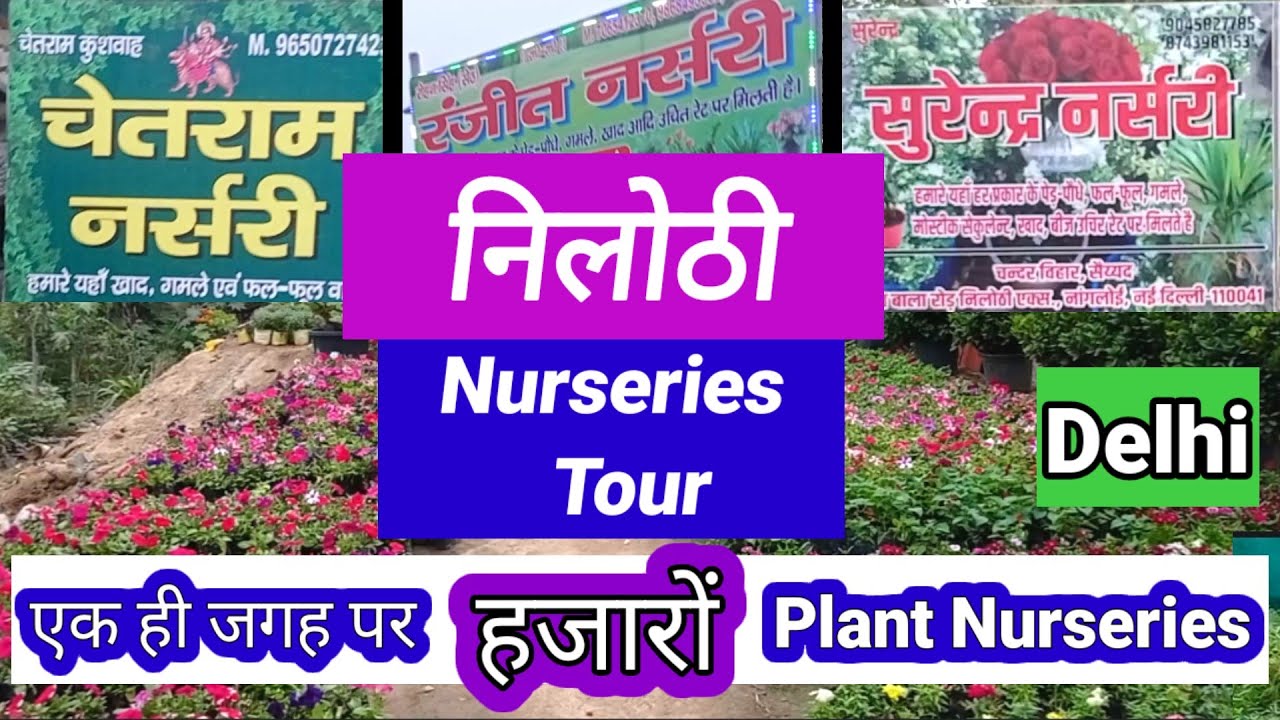 लोग कहते है यहाँ सबसे सस्ते Plants मिलते हैं||Nilothi Nurseries Tour||