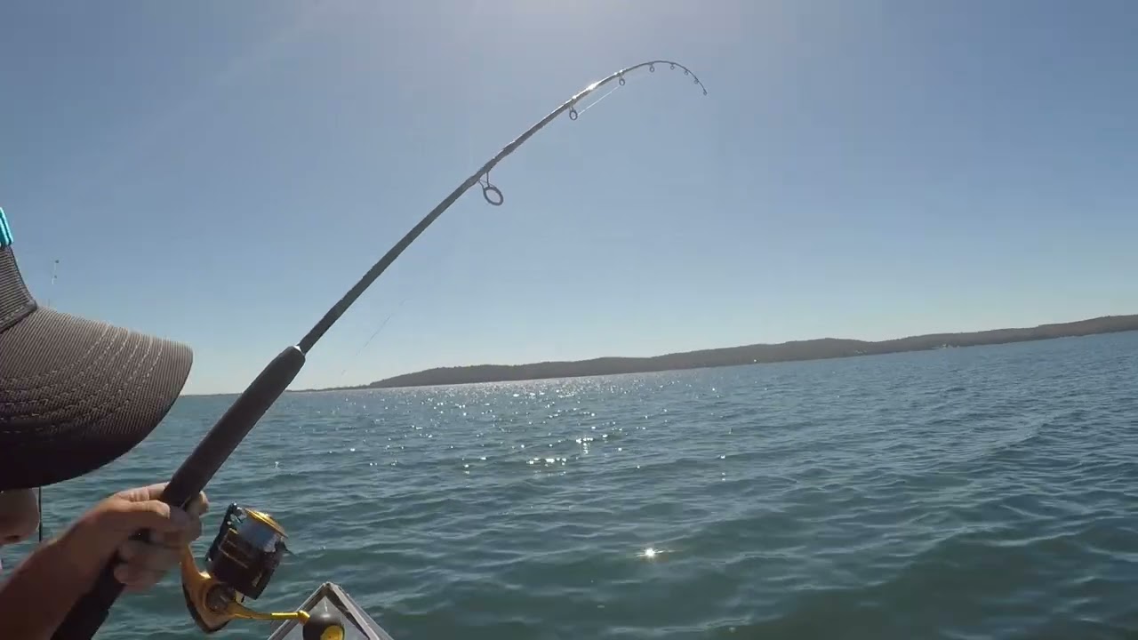 Lake Macquarie hammerhead shark took a fresh squid 