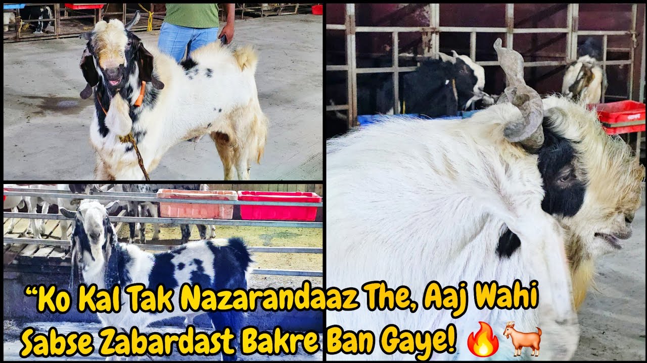 H2 Goat Farm “Jo Kal Tak Nazarandaaz The, Aaj Wahi Sabse zabardast Bakre Ban Gaye! 🔥🐐