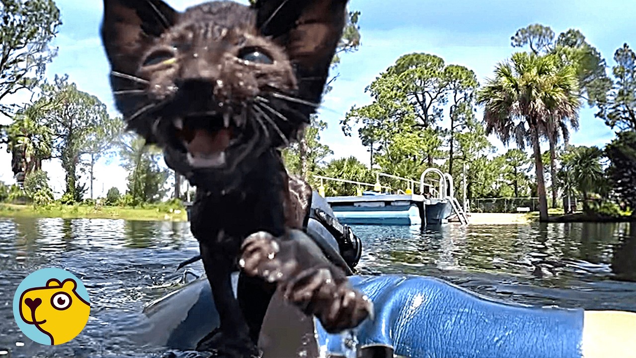 Lost Kitten Jumps Into A River To Ask A Human For Help