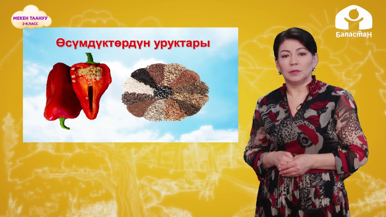 Мекен таануу 2-класс / Гүл. Жалбырак. Мөмө жана урук / ТЕЛЕСАБАК 2.12.20