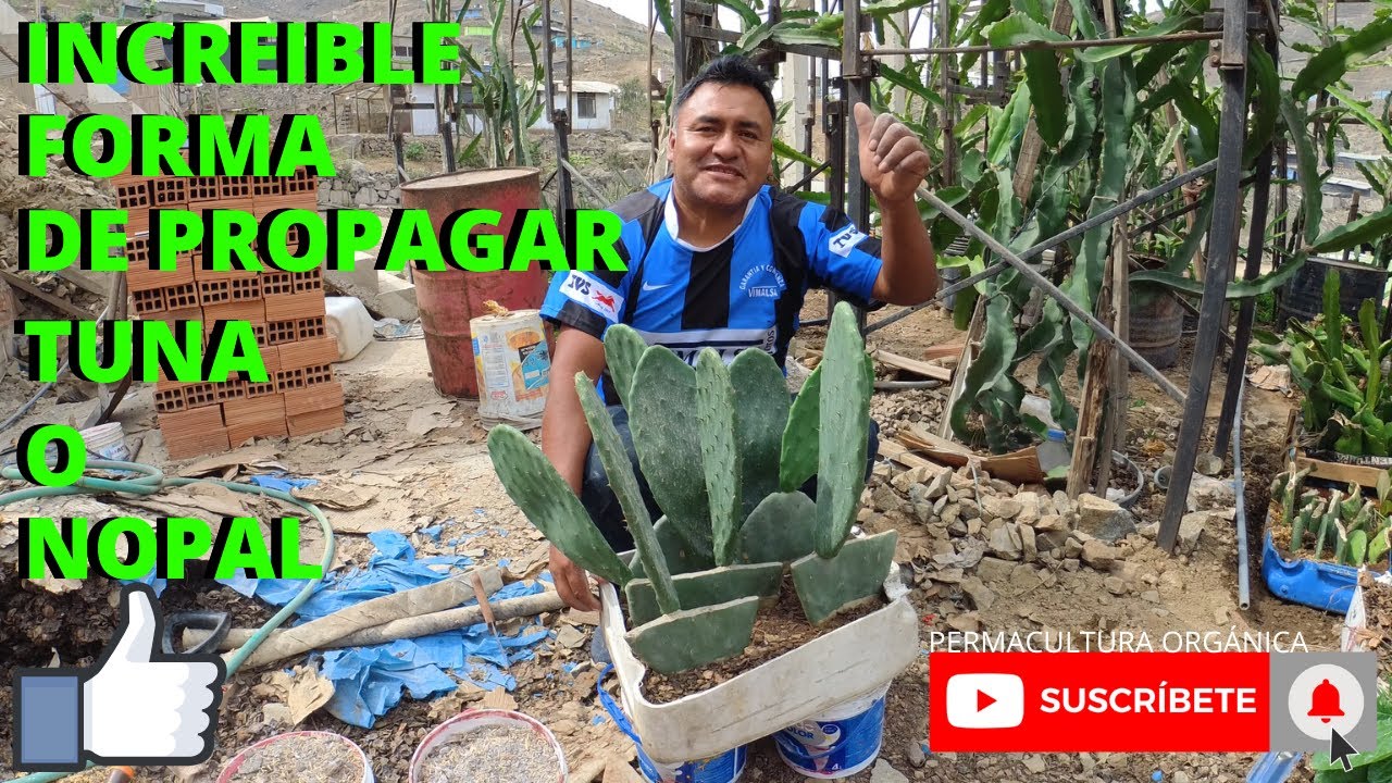 COMO PROPAGAR TUNA O NOPAL