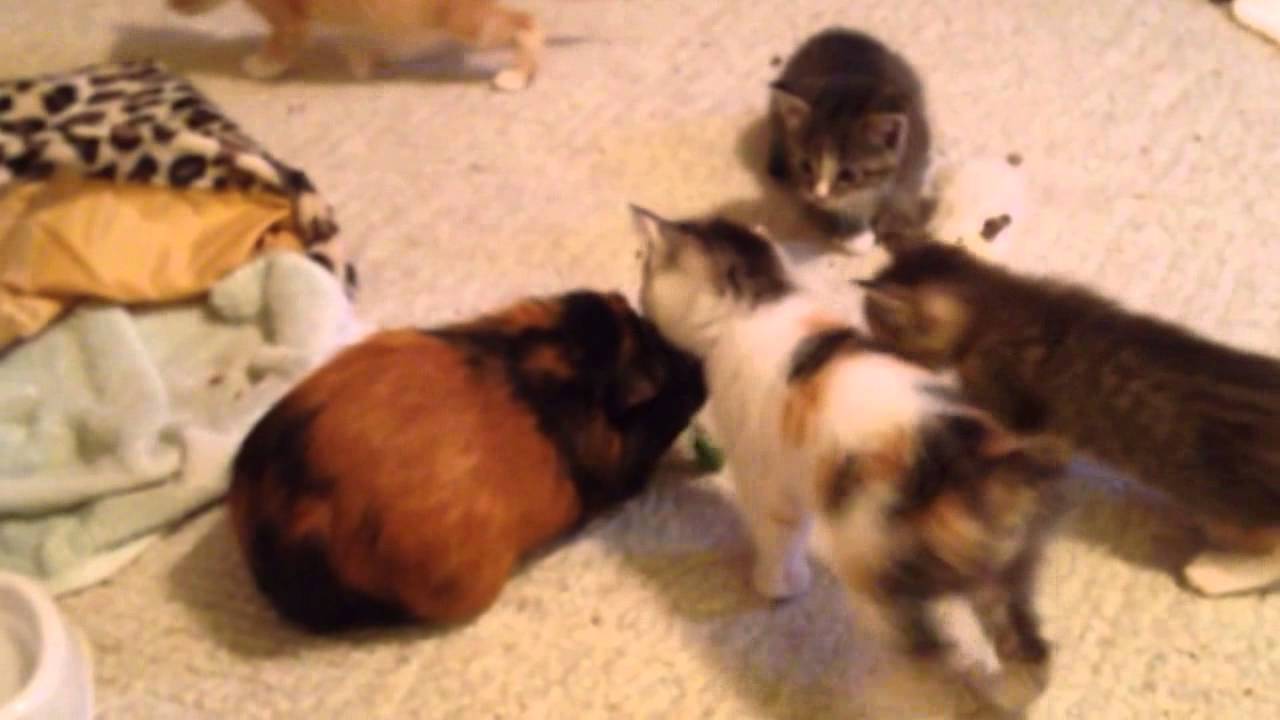 The Kittens Meet Harold the Guinea Pig (6/4/14)