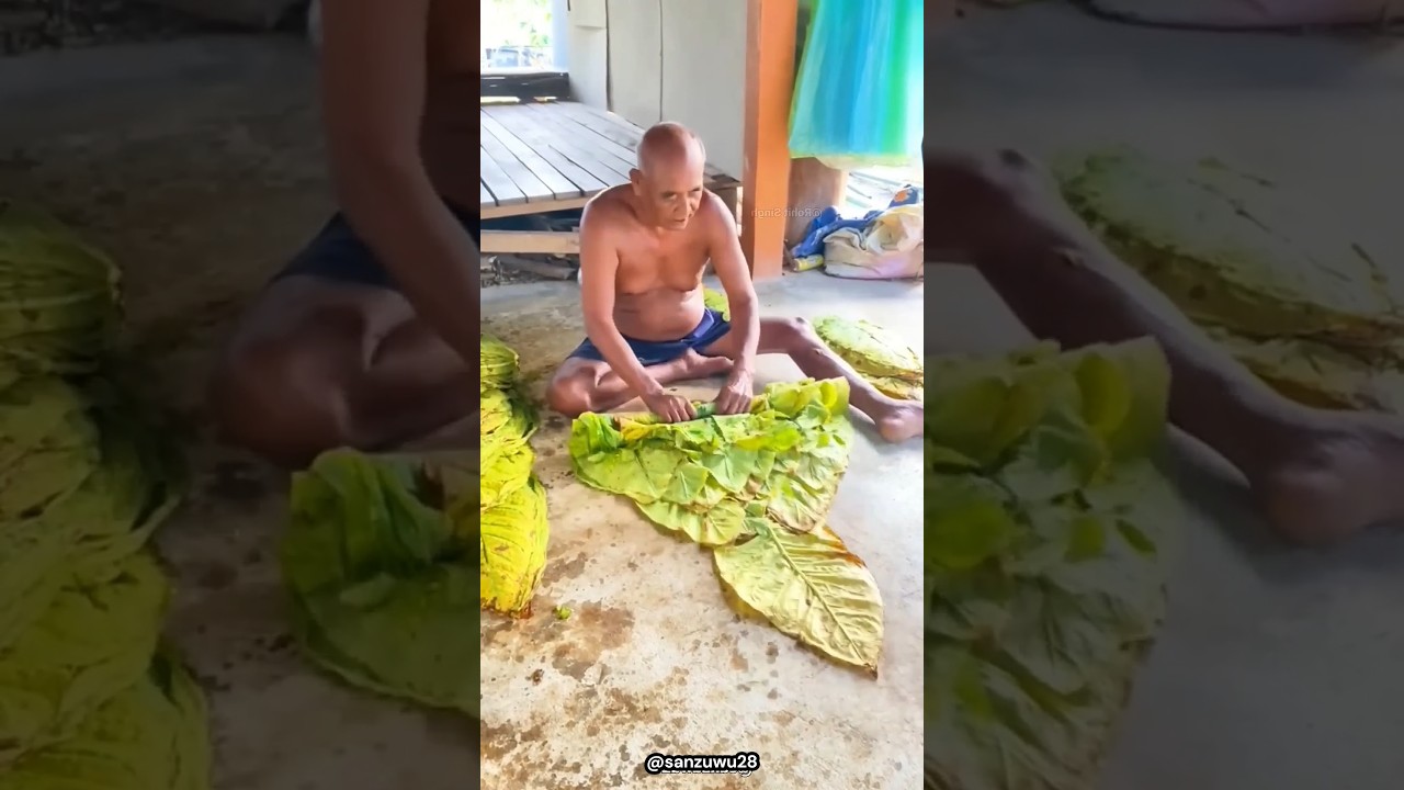 How Tobacco Loaves Are Made From Leaves! 🍀