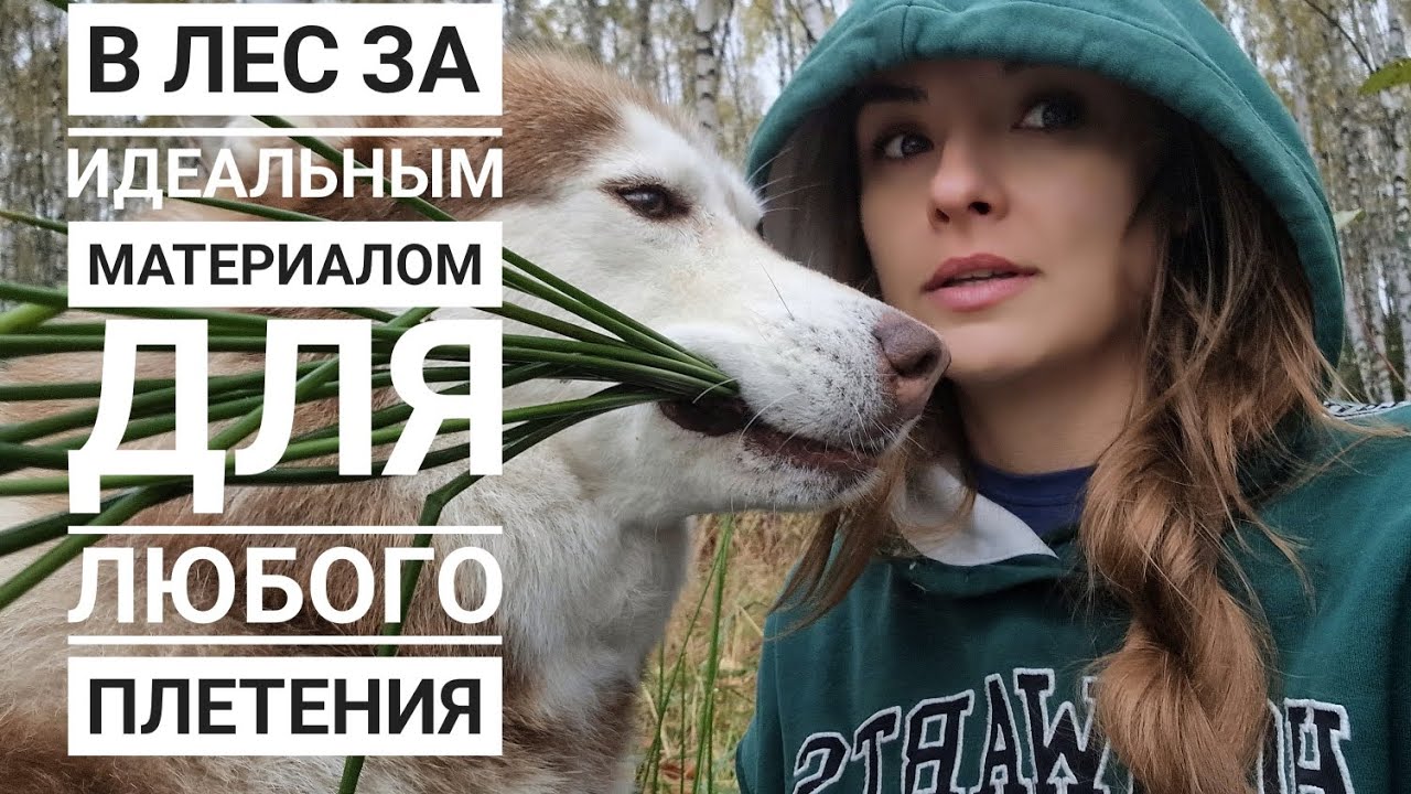 В осенний лес за материалом для любого плетения🔥. Большой и подробный МК по плетению корзинки