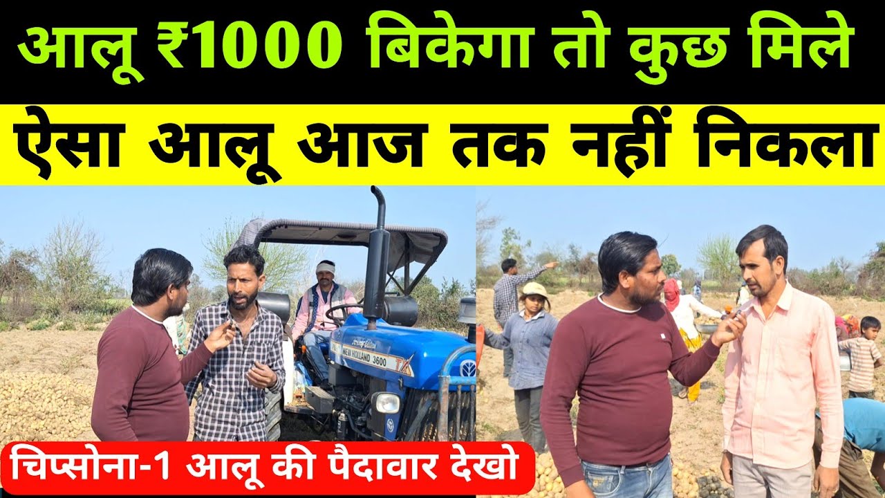 CIPSONA -1 आलू की पैदावार मे भारी गिरावट क्यों | aalu ki kheti | potato harvesting | real farmer 