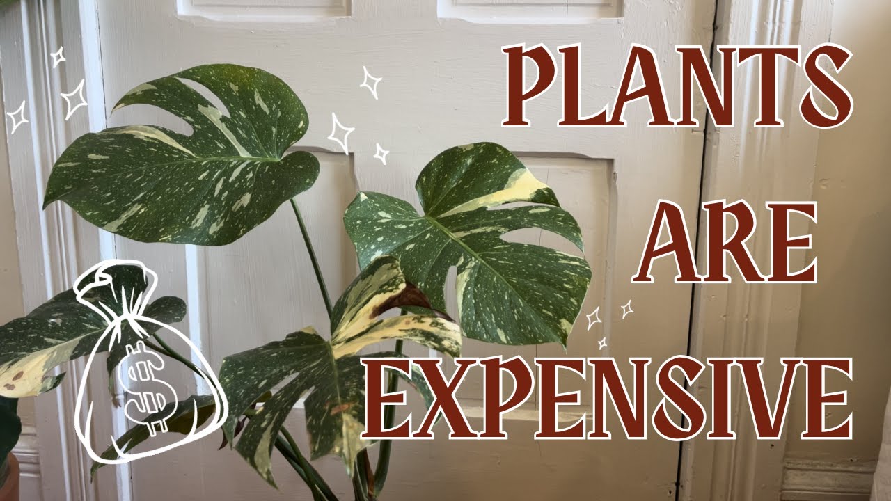 Avoiding Overconsumption in the Plant Hobby