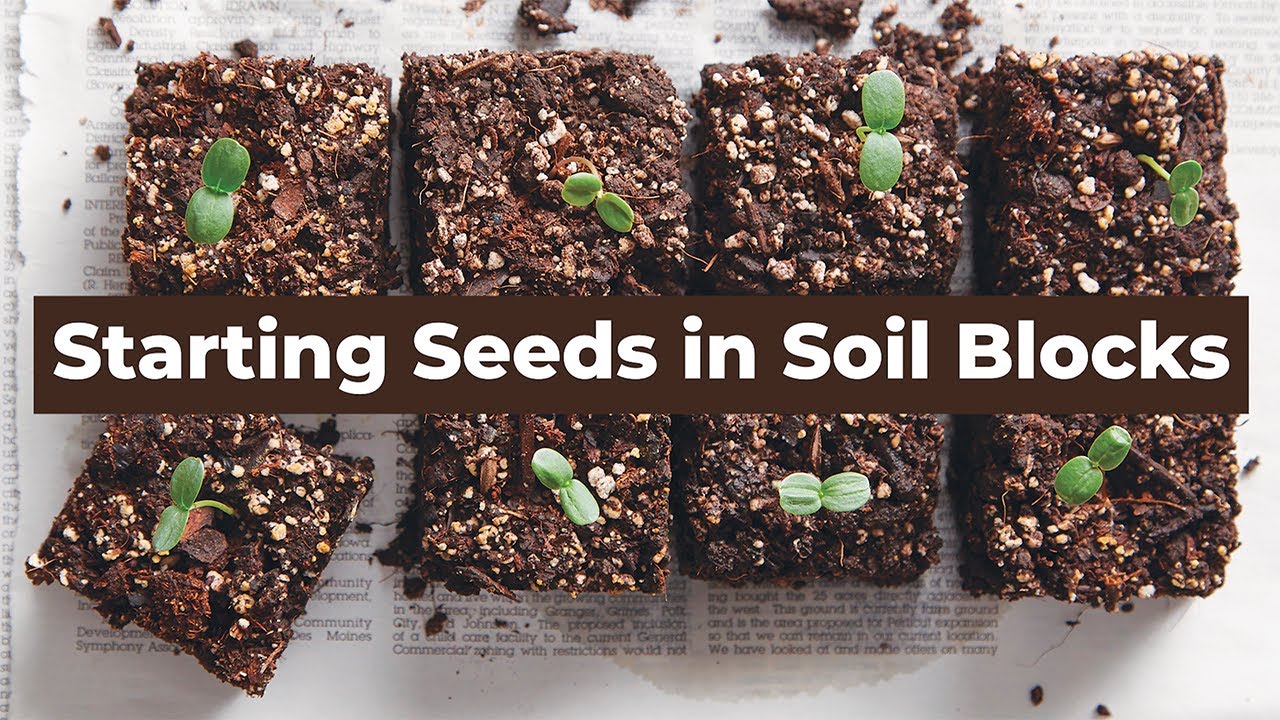 How to Start Seeds in Soil Blocks 🌱 Soil Blocking Step-by-Step Process #seedstarting #gardeningtips