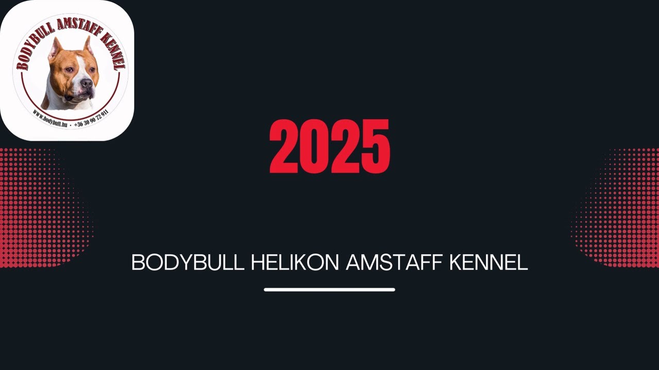 BodyBull Helikon Amstaff Kennel 2025