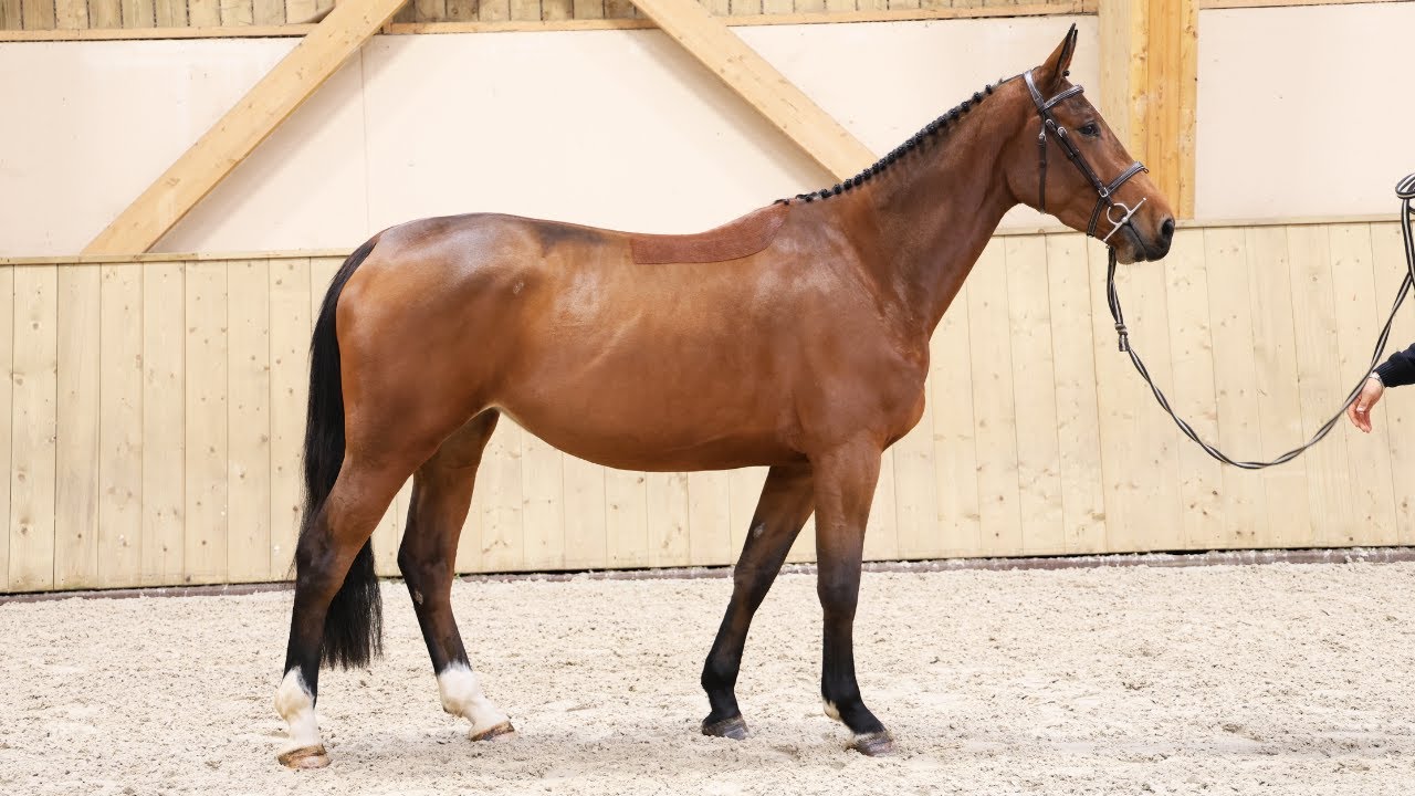 MATCHA TEA SEMILLY (Mylord Carthago x Cornet Obolensky x Diamant de Semilly x Galoubet A)
