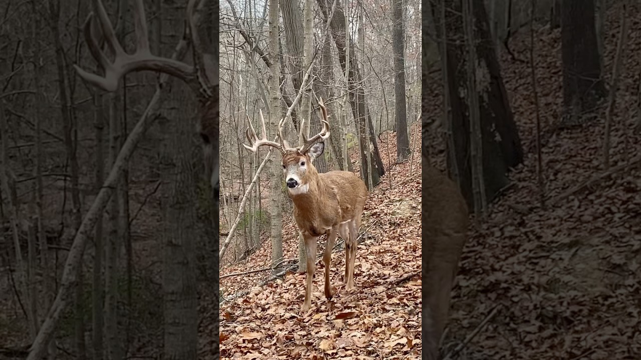 &ldquo;Hey&rdquo; When you&rsquo;re tagged out in Southern, Ohio. #whitetail #deer #buck #bigbuck #hunting #wildlife