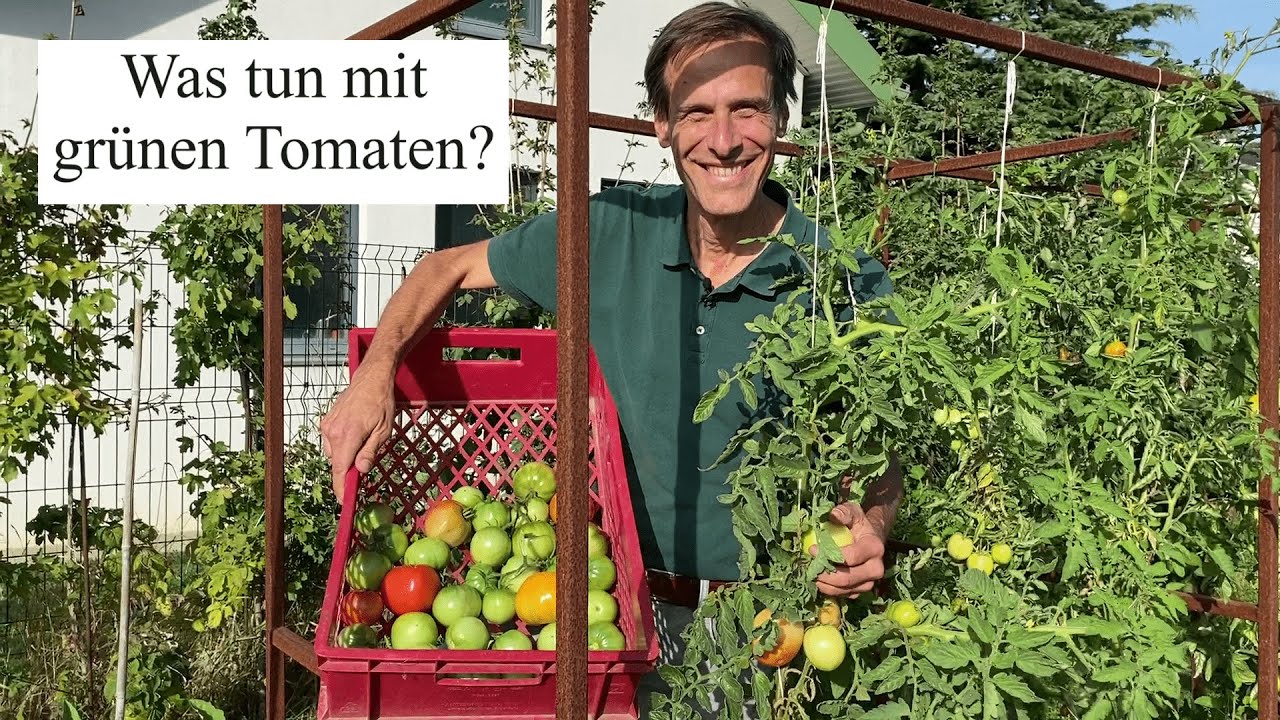Was tun mit unreifen Tomaten 🍅 Tipps zum Nachreifen, Lagern und Verarbeiten!