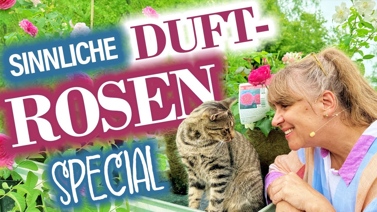 Duftende ROSEN (...die BESTEN!) und Farben  - gegen trübe Sommertage