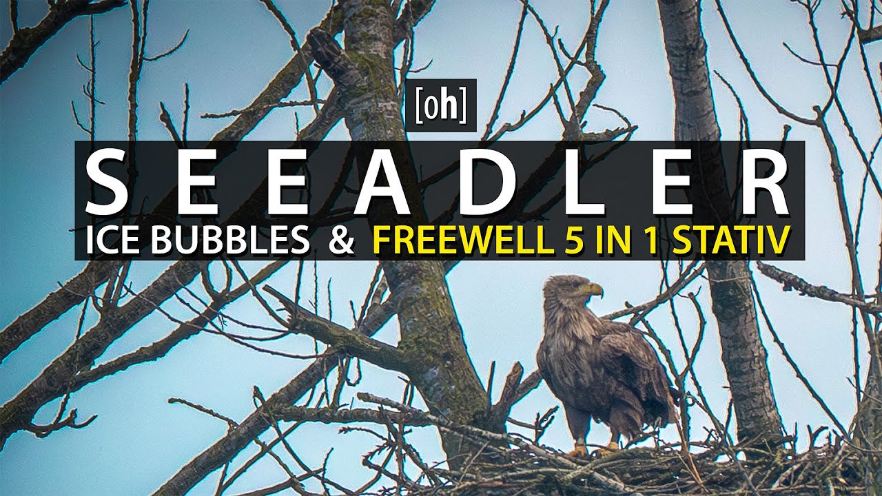 Seeadler & Ice Bubbles auf der Bislicher Insel mit dem Freewell 5 in 1 Stativ feat. @PDWN_PHTGRPHY